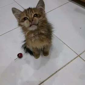 отдам хорошие добрые руки кате