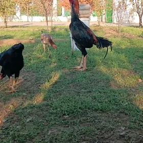 Guliber Taşkent ýumurtga