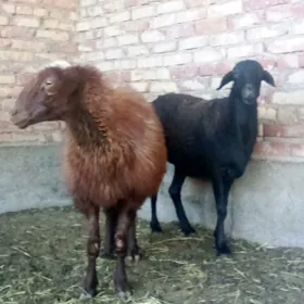 Goýunlar Gissar 2 sanak gurat