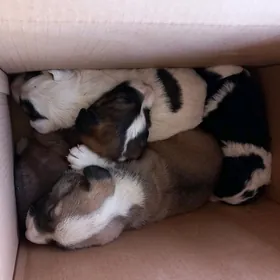 Щенок   гужук