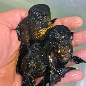 ОРАНДЫ КРУПНЫЕ