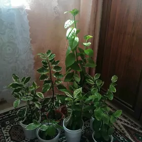 педилантус (березка)