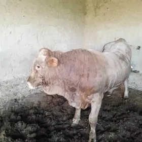 Окуз арасса швет