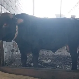 Okuz okuz Öküz ökuz