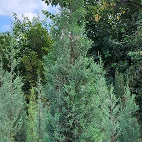 Kiparis. Кипарис