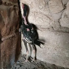 BAYES JUJE HORAZ TASKENT