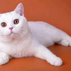британская прямоухая кошечка