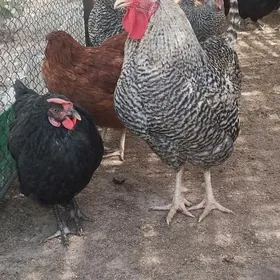 Dominat we Ataks ýumurtg