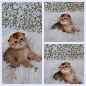 Золотая Шиншилла