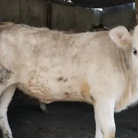 tuwesimental garylan