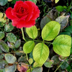 Roza .Bägül. Роза