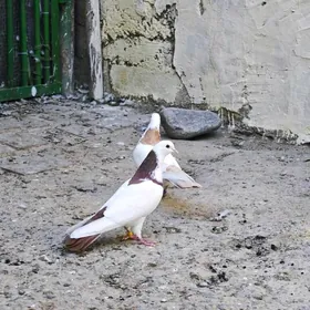 голуби пара