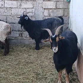 Овнук маллар