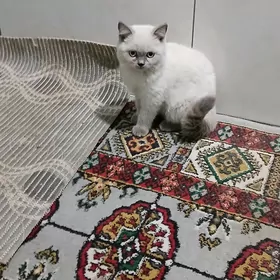 шотландская кошка