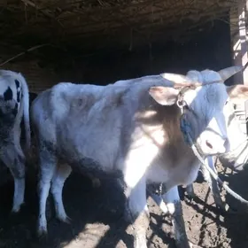 семиз швет окуз