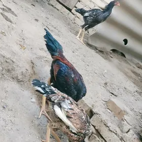 horaz jujeler i horazlar