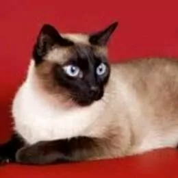 Сиямская Кошка Pisik