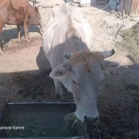 göleli sygyrlar bar ýeketar b