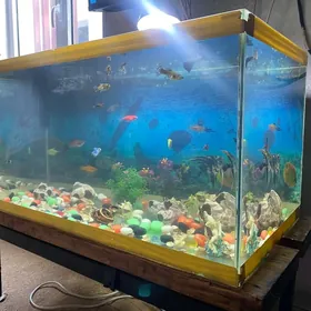 Akuwariyum 75×40×40. Balyk 30.