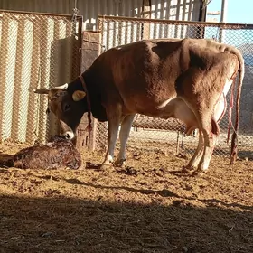 arginal göleli sygyr