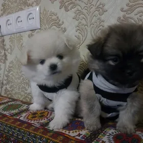 помелы смесь пекинеса и шпица