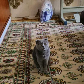 шатландская кошка