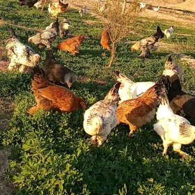 broy 7ay bolup gecen towuk hor