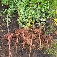 Erik,Alma,ayba,igde,Gara agaç