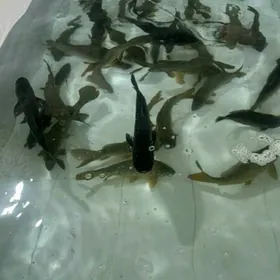 BALIK БАЛИК КОПЕЛТМАГЕ БАСЕЙКА