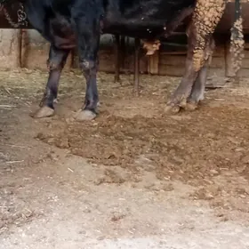 bakylan öküz çekim 90 manat