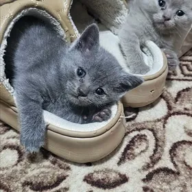 шотланд котята şotland pişik