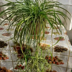 Хлорофитум