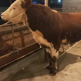 Оригинал сементал окуз