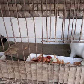 домашние животные