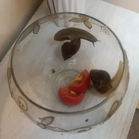 улитки большие