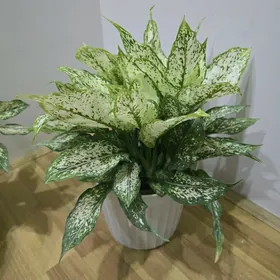 Аглаонема Даймонд