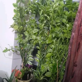 цветы комнатные