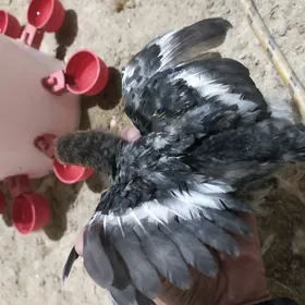 1,5 айлык жуйже