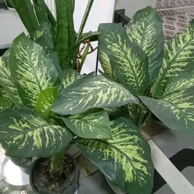 Деффенбахия  больщая