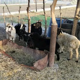 Çebişler, geçiler