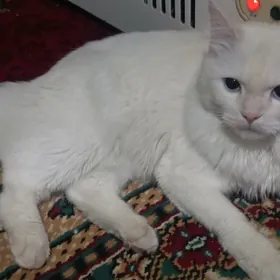 AK PISIK (БЕЛЫЙ КОТ)