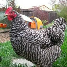 6 айлык сатлык жуйжелер