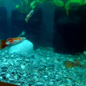 рыбки гуппи (самцы)