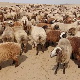 owec goyun yeri bugdayyly