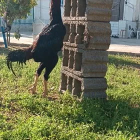 GULİBER Taşkent ýumurtgasy