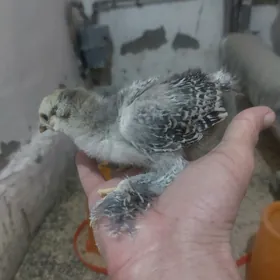 Балгар жуйже