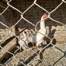 AK baýesiñ jüjeleri