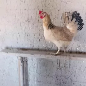 GUZLAÝJY TURKMEN TOWUK