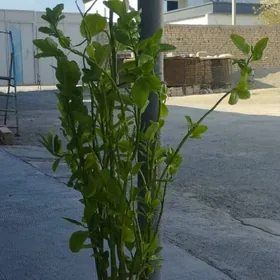 Òýde ekilyan guller