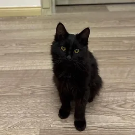 В ответственные руки